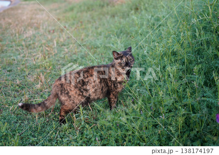 堤防で遊ぶさび猫 138174197