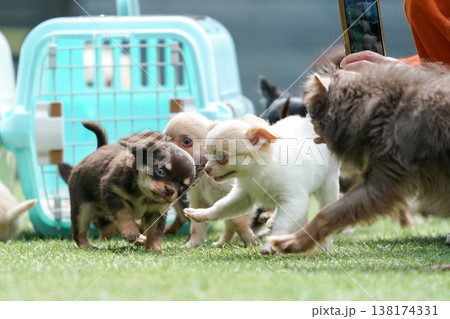 ドッグランで遊ぶチワワの親子と赤ちゃん（パピー） 138174331