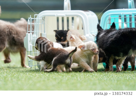 ドッグランで遊ぶチワワの親子と赤ちゃん(パピー) ドッグランで遊ぶチワワの親子と赤ちゃん(パピー) 138174332