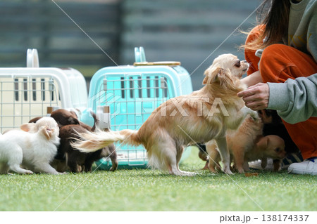 ドッグランで遊ぶチワワの親子と赤ちゃん(パピー) ドッグランで遊ぶチワワの親子と赤ちゃん(パピー) 138174337