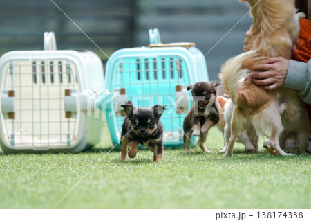 ドッグランで遊ぶチワワの親子と赤ちゃん（パピー） 138174338