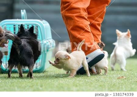 ドッグランで遊ぶチワワの親子と赤ちゃん(パピー) ドッグランで遊ぶチワワの親子と赤ちゃん(パピー) 138174339