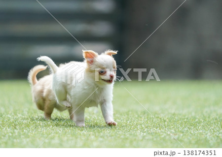 ドッグランで遊ぶチワワの親子と赤ちゃん（パピー） 138174351