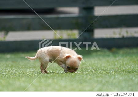 ドッグランで遊ぶチワワの親子と赤ちゃん（パピー） 138174371