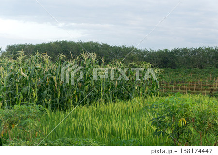 Beautiful morning view in Indonesia, panoramic landscape of rice fields with mountain ranges and clear sky 138174447