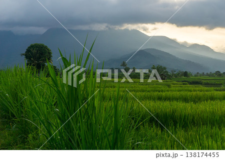 Beautiful morning view in Indonesia, panoramic landscape of rice fields with mountain ranges and clear sky 138174455