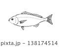 イサキのイラスト 海水魚 食用魚 ベクター 筆ペン線画 横向き 138174514