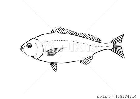 イサキの図鑑風イラスト 海水魚 食用魚 ベクター 筆ペン線画 横向き 教育素材 イサキの図鑑風イラスト 海水魚 食用魚 ベクター 筆ペン線画 横向き 教育素材 138174514