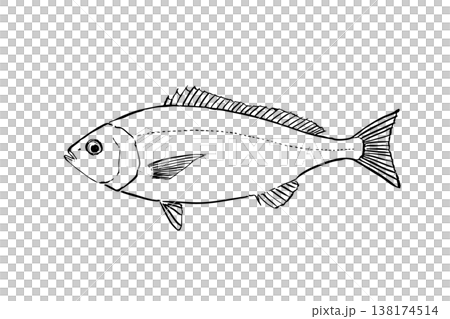 イサキの図鑑風イラスト 海水魚 食用魚 ベクター 筆ペン線画 横向き 教育素材 イサキの図鑑風イラスト 海水魚 食用魚 ベクター 筆ペン線画 横向き 教育素材 138174514