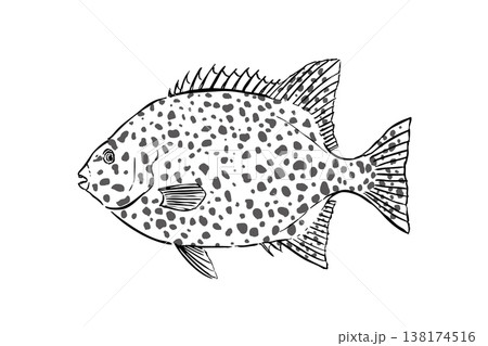 イシガキダイの図鑑風イラスト 海水魚 磯の魚 ベクター 筆ペン線画 教育素材 138174516