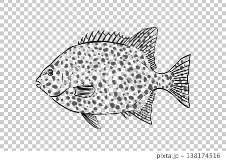 一幅野外指南風格的插圖，描繪了日本海鱸（石垣魚），一種海洋魚類，一種生活在岩岸的魚類，向量圖，毛筆線條藝術，教育材料。 138174516