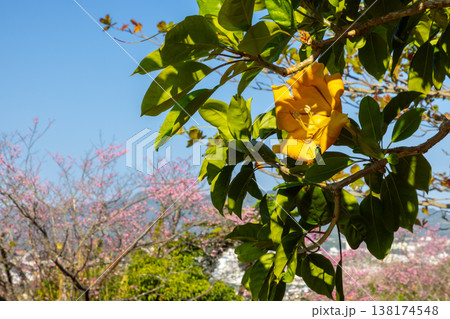 沖縄県名護市名護 名護城公園さくらの園のウコンラッパバナと早咲きの琉球寒緋桜 沖縄県名護市名護 名護城公園さくらの園のウコンラッパバナと早咲きの琉球寒緋桜 138174548