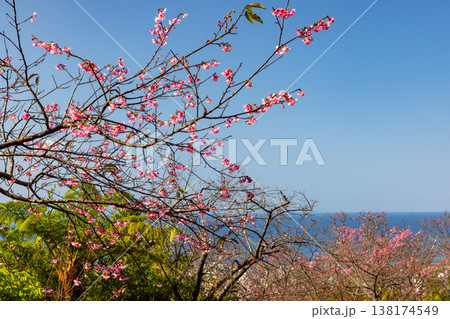 沖縄県名護市名護 名護城公園さくらの園の早咲きの琉球寒緋桜と眼下の青い名護湾の景色 沖縄県名護市名護 名護城公園さくらの園の早咲きの琉球寒緋桜と眼下の青い名護湾の景色 138174549