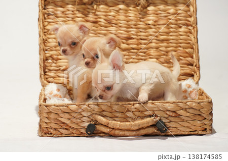 チワワの赤ちゃん、パピーの可愛いスタジオポートレート 138174585