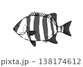 イシダイのイラスト 海水魚 磯の魚 ベクター 筆ペン線画 138174612