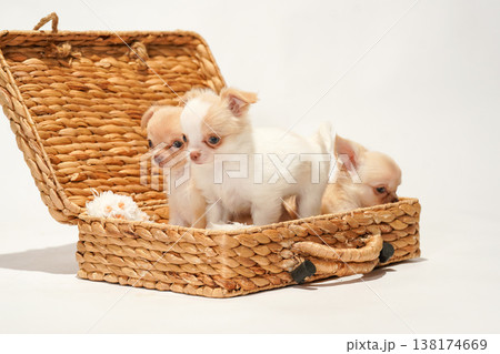 チワワの赤ちゃん、パピーの可愛いスタジオポートレート 138174669