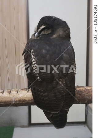 眠るフクロウのクローズアップ 丸まって休む可愛い鳥 眠るフクロウのクローズアップ 丸まって休む可愛い鳥 138174691