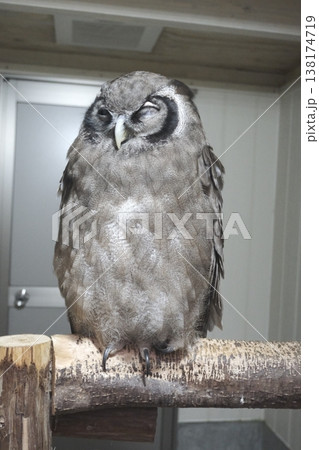 片目を閉じて休むフクロウのクローズアップ 可愛い表情の猛禽類 片目を閉じて休むフクロウのクローズアップ 可愛い表情の猛禽類 138174719