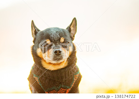 Chihuahua dog of black and red color in a sweater against the sky. Pet, dog. Chihuahua dog of black and red color in a sweater against the sky. Pet, dog. 138174722