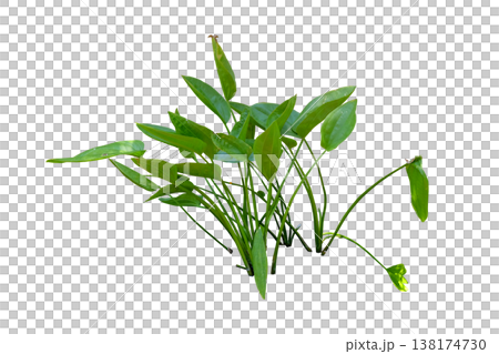 Echinodorus parviflorus the aquatic plant 138174730