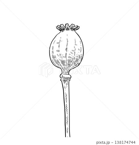 Opium poppy Drawing  138174744