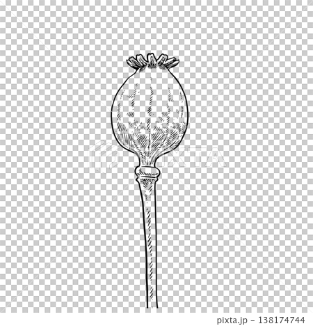 Opium poppy Drawing  138174744