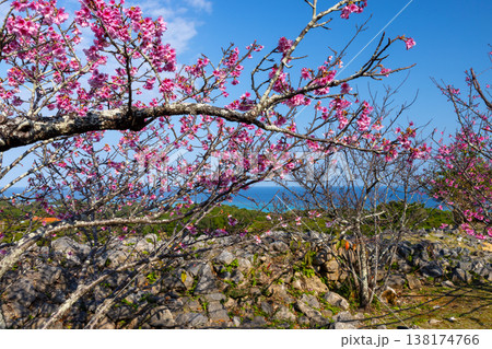 沖縄県国頭郡今帰仁村今泊　世界文化遺産今帰仁城跡の高台から早咲きの琉球寒緋桜と城跡と青い海の眺望 138174766