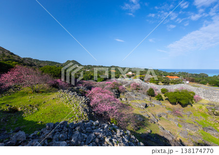 沖縄県国頭郡今帰仁村今泊 世界文化遺産今帰仁城跡の高台から早咲きの琉球寒緋桜と城跡と青い海の眺望 沖縄県国頭郡今帰仁村今泊 世界文化遺産今帰仁城跡の高台から早咲きの琉球寒緋桜と城跡と青い海の眺望 138174770