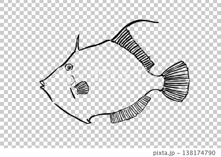 Filefish illustration in a field guide style; saltwater fish; edible fish; vector; brush pen line drawing; landscape orientation; educational material. Filefish illustration in a field guide style; saltwater fish; edible fish; vector; brush pen line drawing; landscape orientation; educational material. 138174790
