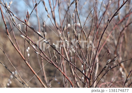 Pussywillows Are The First Flowers In Spring Pussywillows Are The First Flowers In Spring 138174877