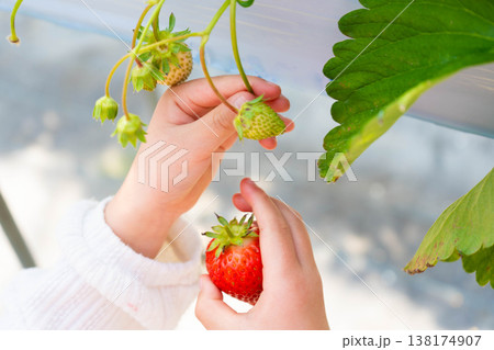 いちご狩りでいちごを摘む子供の手の写真 いちご狩りでいちごを摘む子供の手の写真 138174907