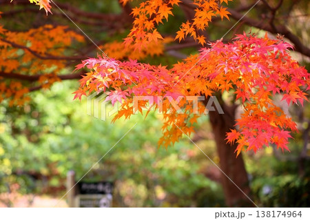 鮮やか　色づくイロハモミジの葉 138174964