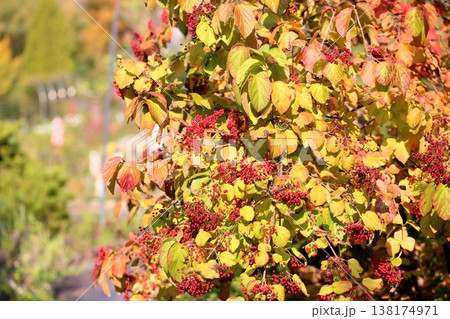 鮮やか 小粒ぎっしり ガマズミの実 鮮やか 小粒ぎっしり ガマズミの実 138174971