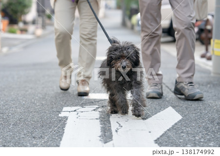 犬と散歩をするシニア夫婦 犬と散歩をするシニア夫婦 138174992