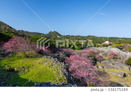 沖縄県国頭郡今帰仁村今泊 世界文化遺産今帰仁城跡の早咲きの琉球寒緋桜と城跡の景色 沖縄県国頭郡今帰仁村今泊 世界文化遺産今帰仁城跡の早咲きの琉球寒緋桜と城跡の景色 138175289