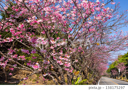沖縄県国頭郡今帰仁村今泊 坂道沿いの早咲きの琉球寒緋桜のさくら並木 沖縄県国頭郡今帰仁村今泊 坂道沿いの早咲きの琉球寒緋桜のさくら並木 138175297