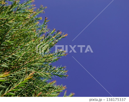 Melaleuca bracteata macro leaves small world Melaleuca bracteata macro leaves small world 138175337