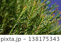 Melaleuca bracteata macro leaves small world 138175343
