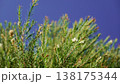 Melaleuca bracteata macro leaves small world 138175344