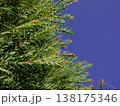 Melaleuca bracteata macro leaves small world 138175346