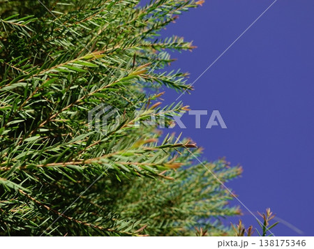 Melaleuca bracteata macro leaves small world 138175346