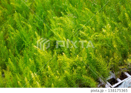 Dill seedlings in pots in greenhouse. Sprouts green plant and home gardening 138175365