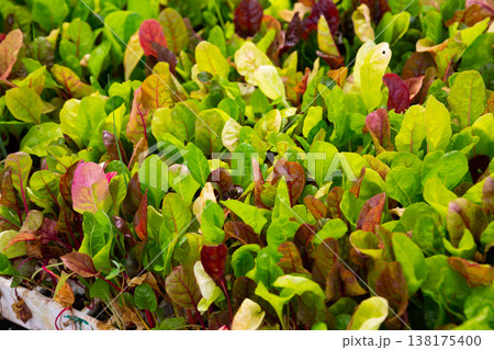 Leaves of growing chard salad in plant nursery Leaves of growing chard salad in plant nursery 138175400