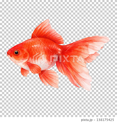 簡約的金魚設計，紅色，日式魚形圖案，清爽的夏季設計，白色背景。 138175425