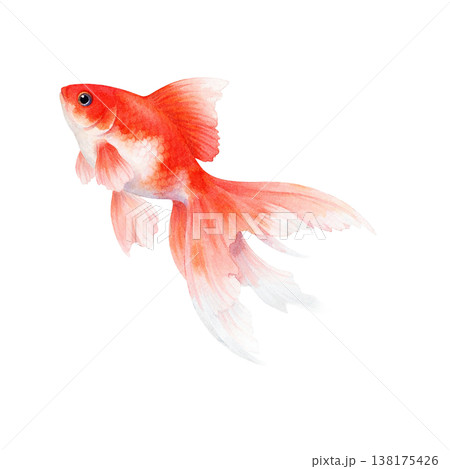 金魚のシンプル素材 赤い和風の魚イメージ 夏の涼しげデザイン 白背景 138175426
