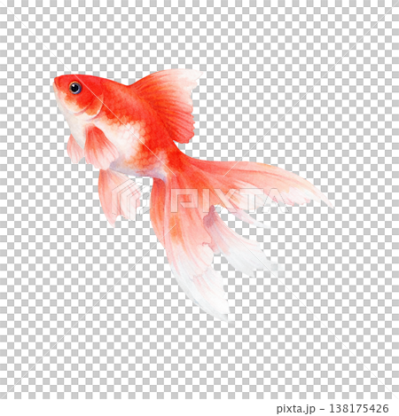 簡約的金魚設計，紅色，日式魚形圖案，清爽的夏季設計，白色背景。 138175426