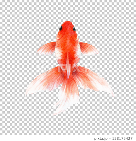 簡約的金魚設計，紅色，日式魚形圖案，清爽的夏季設計，白色背景。 138175427