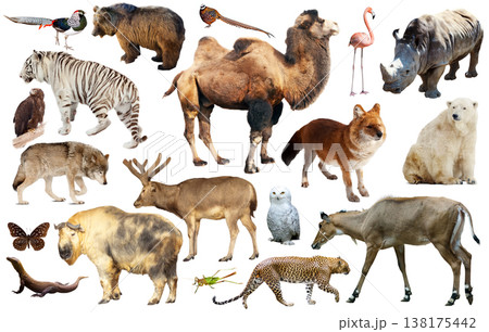 animal collection asia animal collection asia 138175442