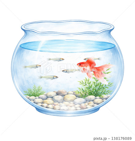 金魚と小魚と水草の金魚鉢のシンプル素材 夏の涼しげアクアリウムイメージ 白背景 138176089