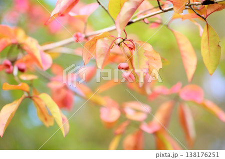 可愛い　マユミの実 138176251